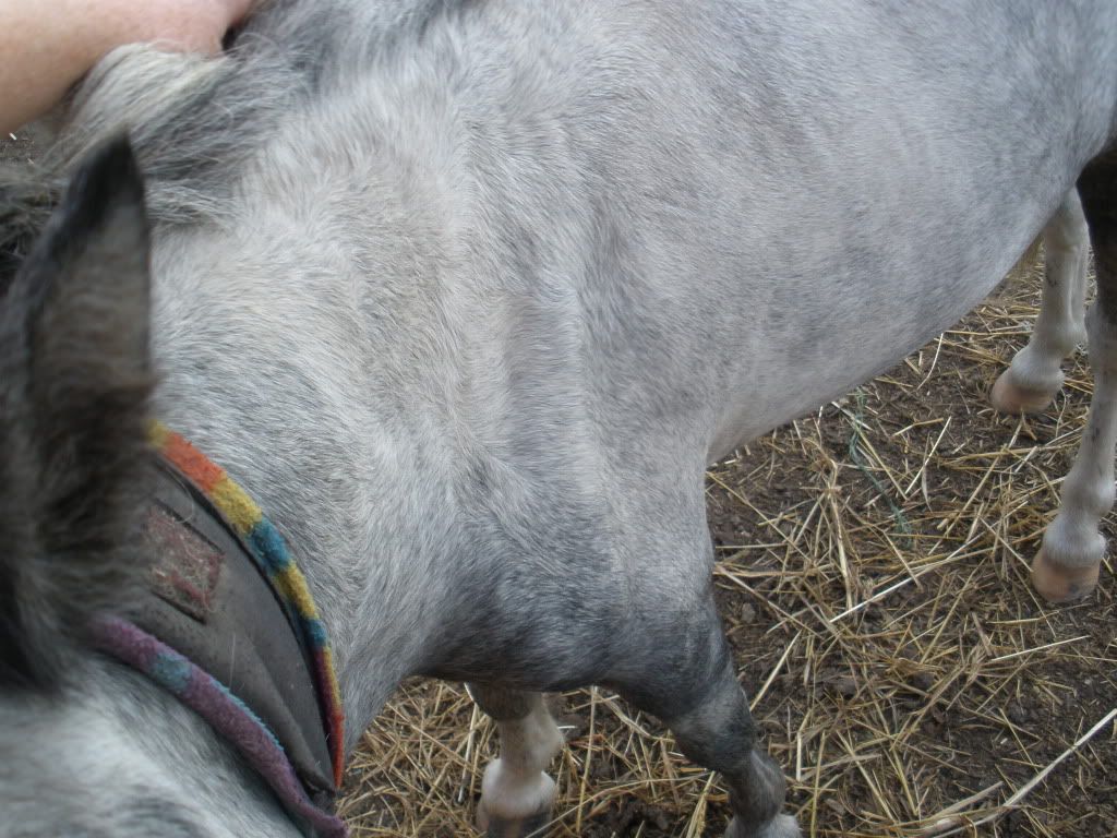 Mysterious Shoulder Injury Miniature Horse Forum Lil Beginnings Miniature Horse Talk Forums
